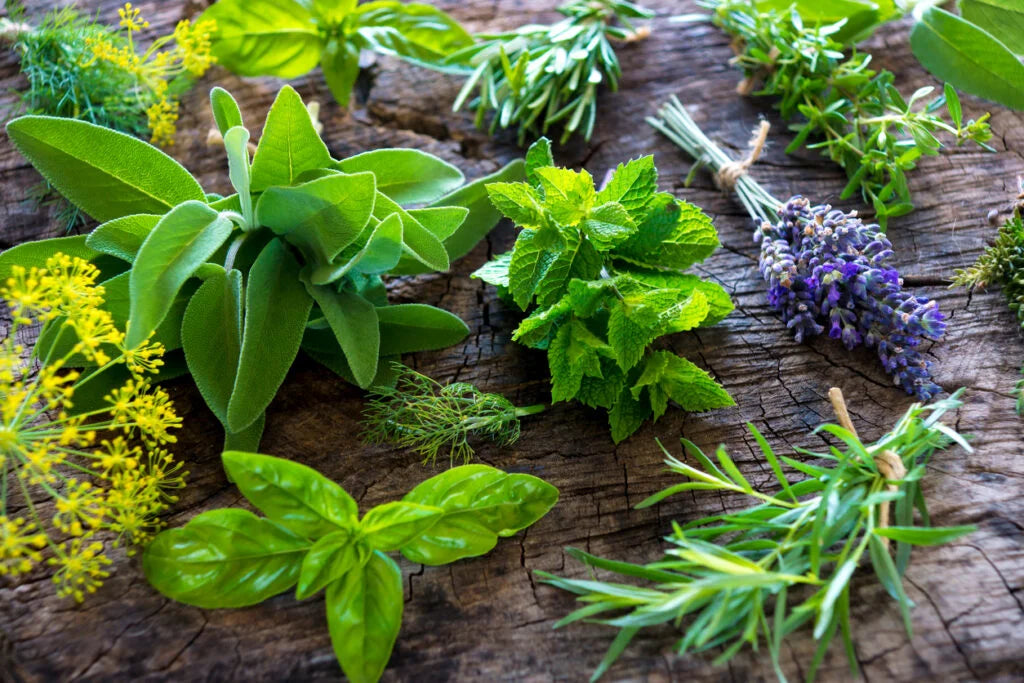 Erbe aromatiche blog