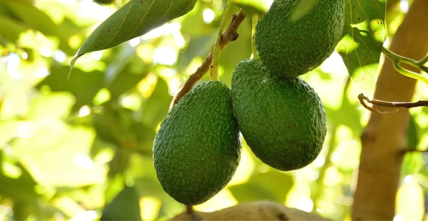 Avocado Siciliano blog