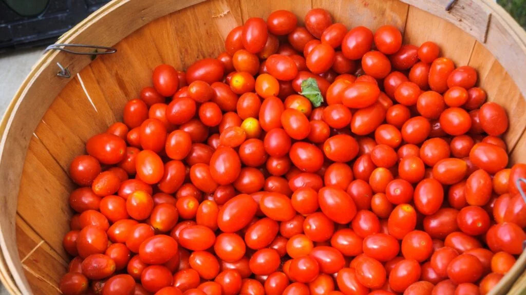 pomodoro siccagno blog