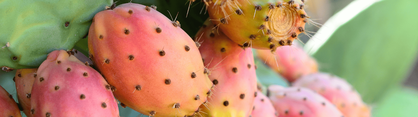 Fichi d'India Siciliani: proprietà, consumo e curiosità su un frutto tipico