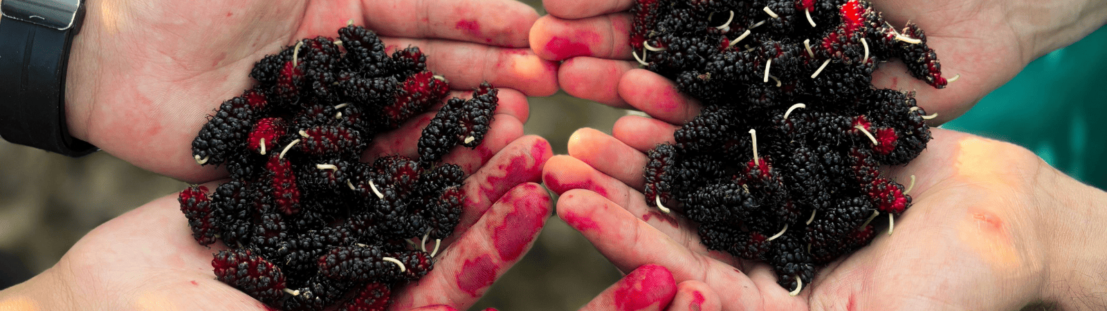 Gelsi: il frutto di stagione che racconta l’estate siciliana