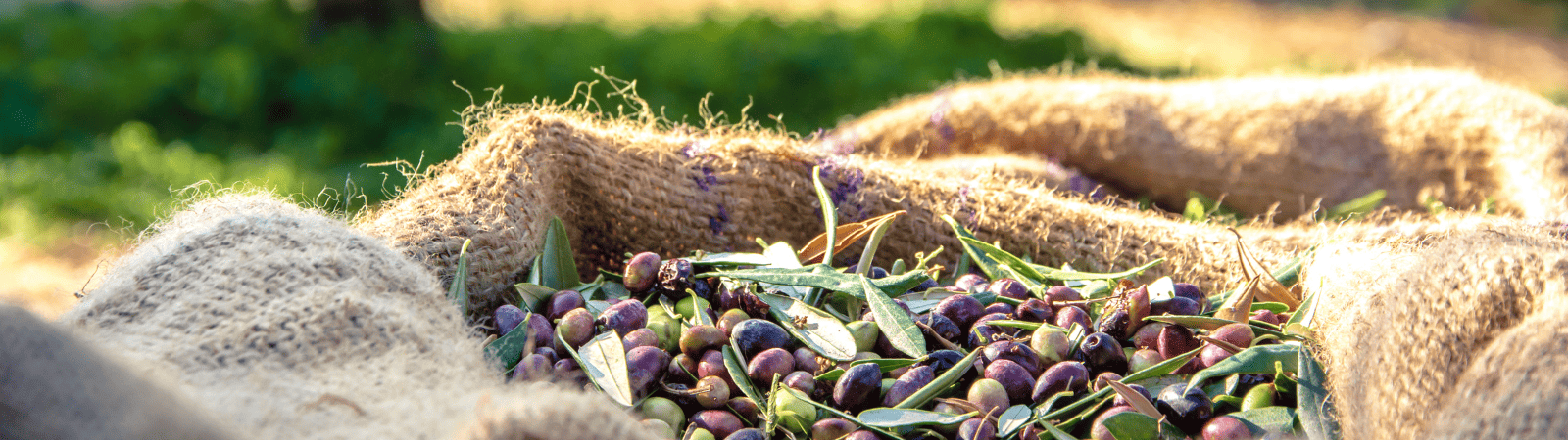 Olio extravergine il tesoro italiano che fa bene alla salute