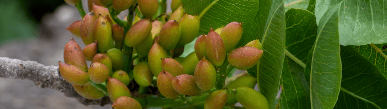 Perché il pistacchio siciliano è così ricercato?