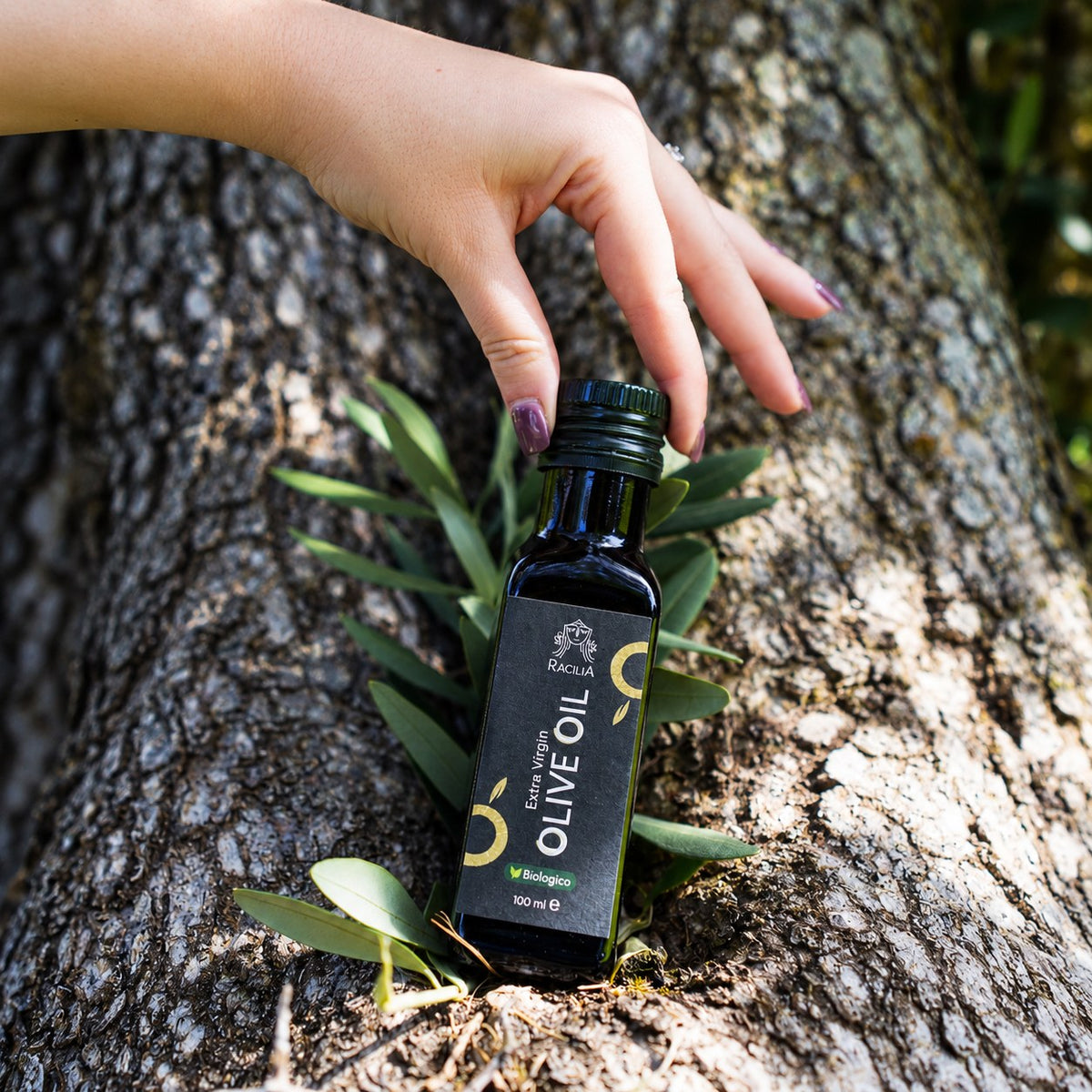 Main posant une bouteille d'huile d'olive bio Racilia 100 ml sur l'écorce d'un olivier