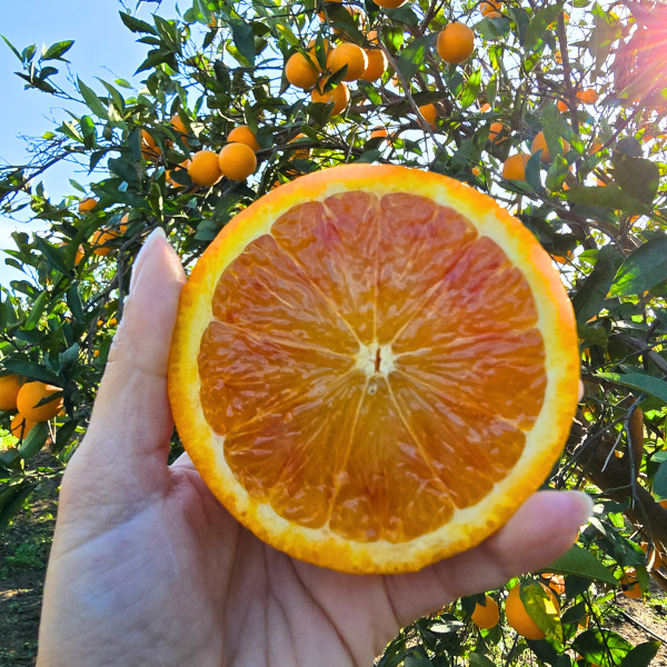 Arance Tarocco Siciliane Bio - 8 kg