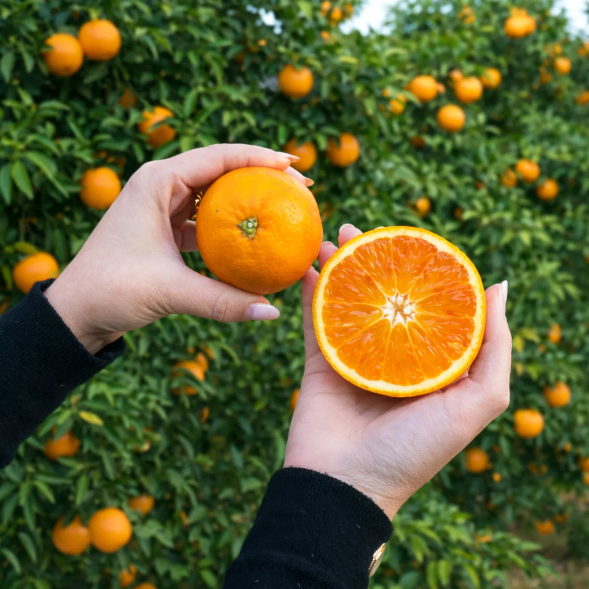 arance tarocco spremuta vs tavola
