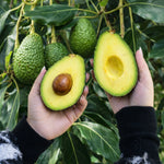 avocado hass biologico a metà